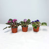 Three African Violet houseplants with vibrant purple blooms, each in a small pot, displayed on a white surface against a light background.
