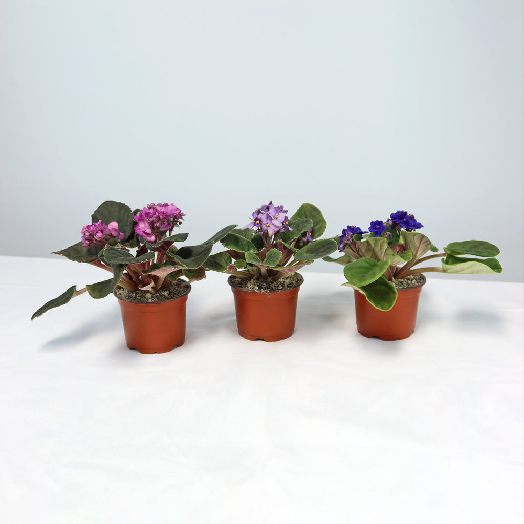 Three African Violet houseplants with vibrant purple blooms, each in a small pot, displayed on a white surface against a light background.