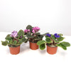 Three assorted African Violets in small pots, each with colorful blooms and dark green leaves, displayed on a white surface.