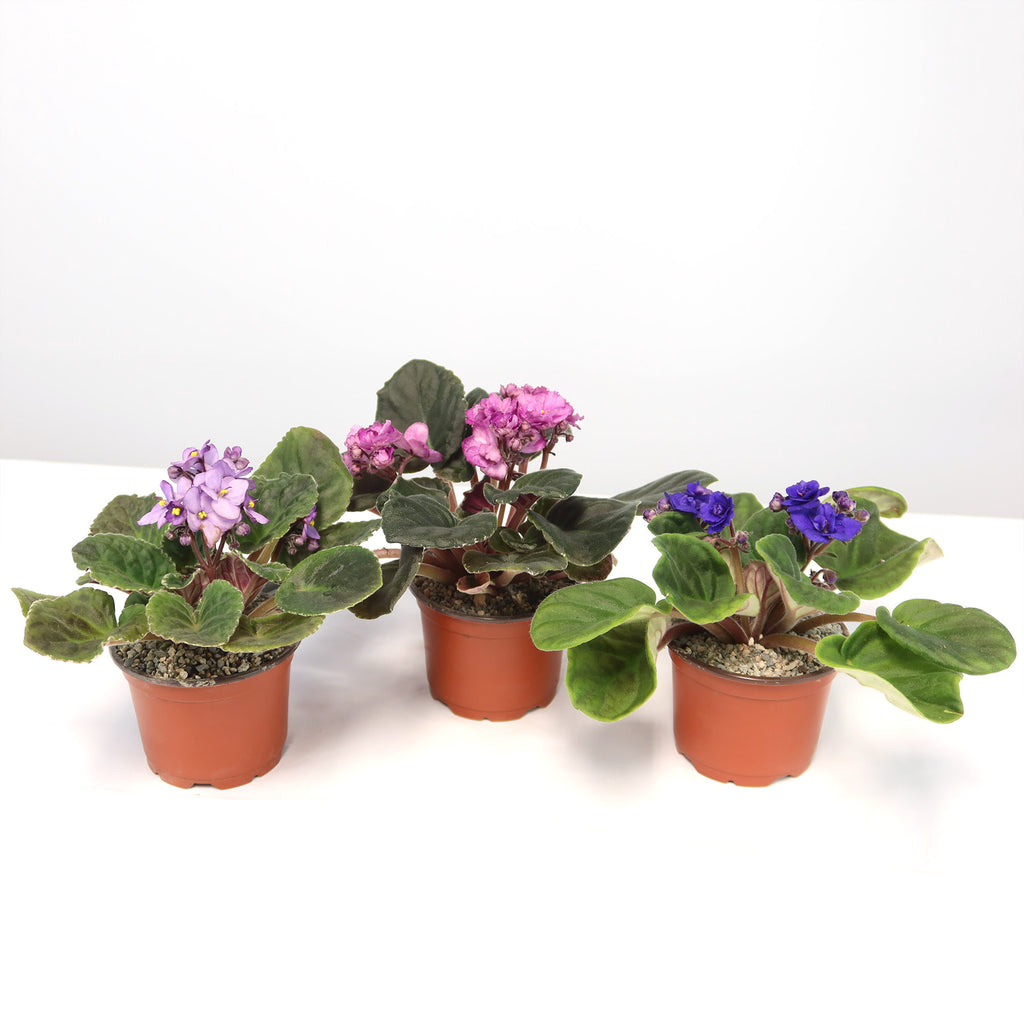 Three assorted African Violets in small pots, each with colorful blooms and dark green leaves, displayed on a white surface.