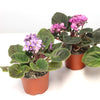 Three African Violets from the Assorted 3-Pack with fuzzy green leaves and purple or pink flowers, displayed on a white surface.