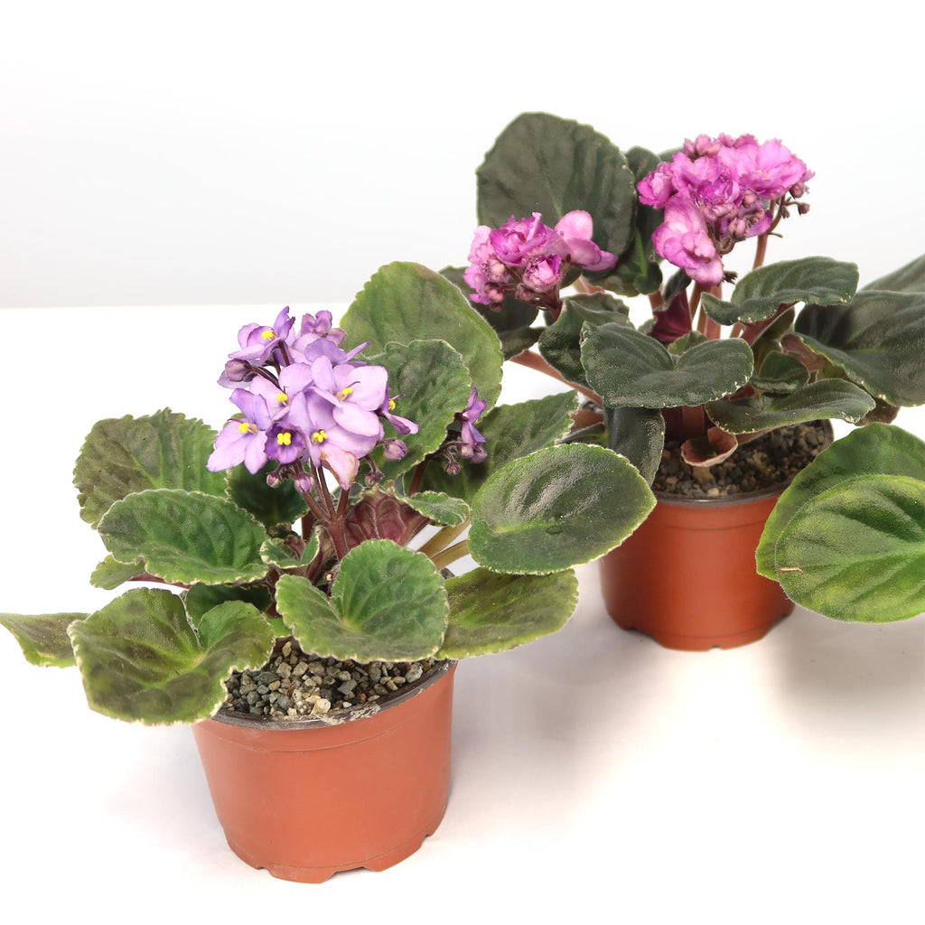 Three African Violets from the Assorted 3-Pack with fuzzy green leaves and purple or pink flowers, displayed on a white surface.