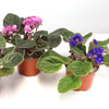 Assorted 3-pack African Violets with fuzzy green leaves and pink or purple blooms in small brown pots on a white background.