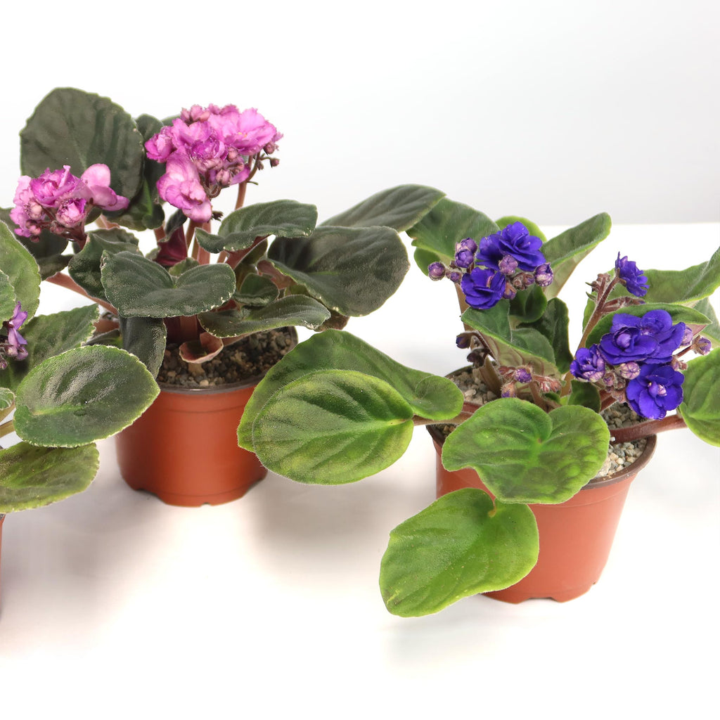 Assorted 3-pack African Violets with fuzzy green leaves and pink or purple blooms in small brown pots on a white background.
