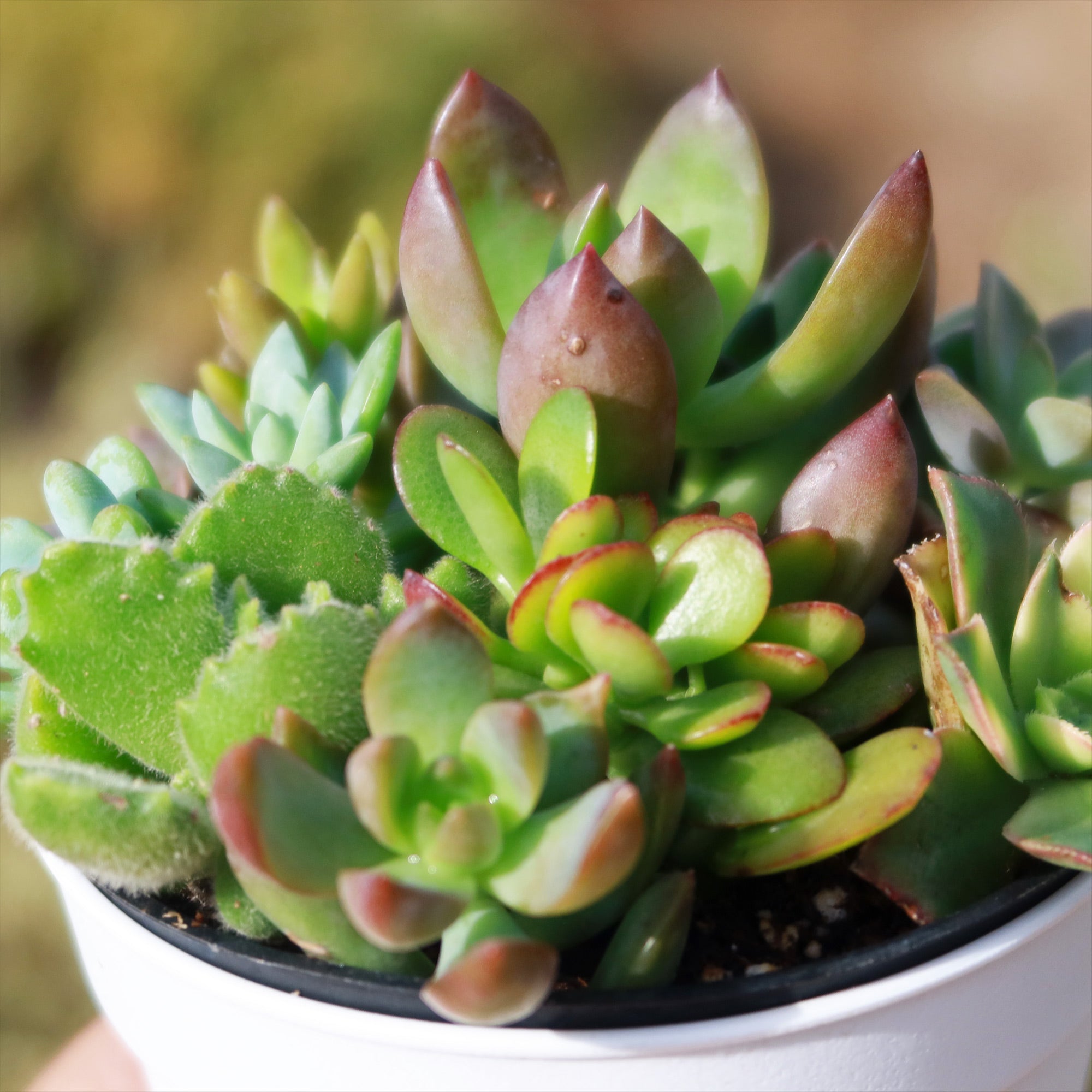 Mini Succulent Arrangement in Modern White Pot