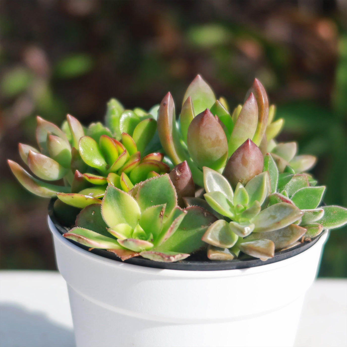 indoor mini succulent dress Shop 'Mini Succulent Arrangement in Modern White Pot'