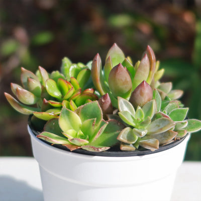 Mini Succulent Arrangement in Modern White Pot