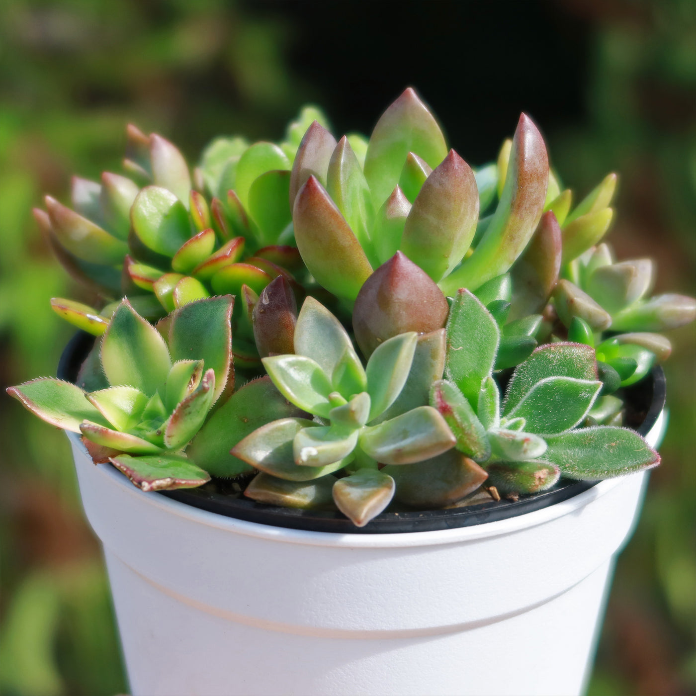 mini succulents in white pots Mini Succulent Arrangement in Modern White Pot