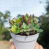 Mini Succulent Arrangement in Modern White Pot