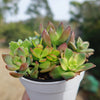 Mini Succulent Arrangement in Modern White Pot