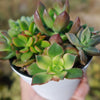 Mini Succulent Arrangement in Modern White Pot