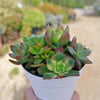 Mini Succulent Arrangement in Modern White Pot