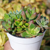 Mini Succulent Arrangement in Modern White Pot