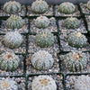 Astrophytum asterias Superkabuto