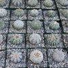 Astrophytum asterias Superkabuto