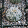 Astrophytum asterias Superkabuto