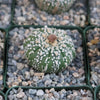 Astrophytum asterias Superkabuto