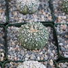 Astrophytum asterias Superkabuto