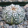 Astrophytum asterias Superkabuto