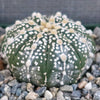 Astrophytum asterias Superkabuto