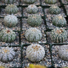 Astrophytum asterias Superkabuto