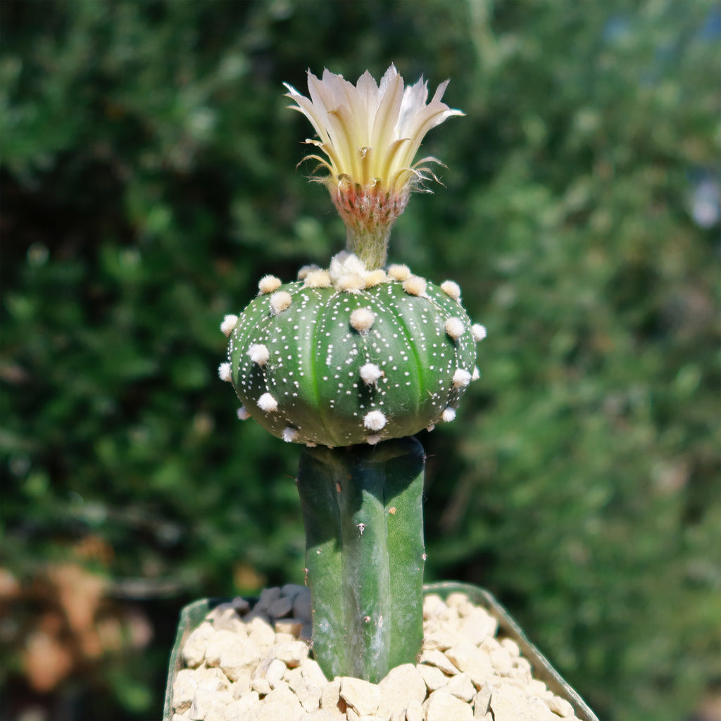 Grafted Cactus “Sand Dollar Astrophytum asterias"