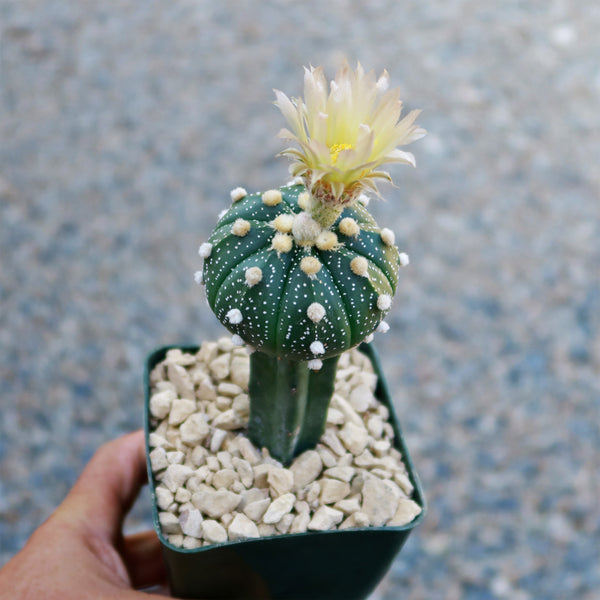 astrophytum succulent Grafted Cactus “Sand Dollar Astrophytum asterias" For sale