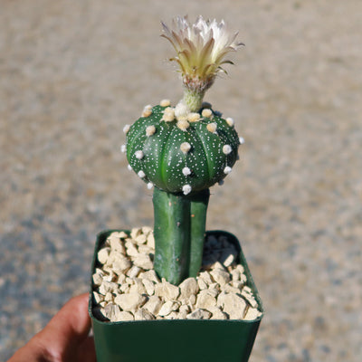 Grafted Cactus “Sand Dollar Astrophytum asterias"