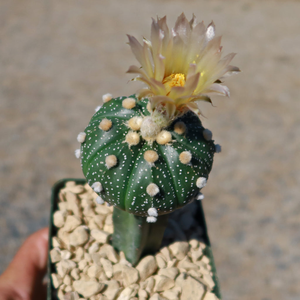Grafted Cactus “Sand Dollar Astrophytum asterias"