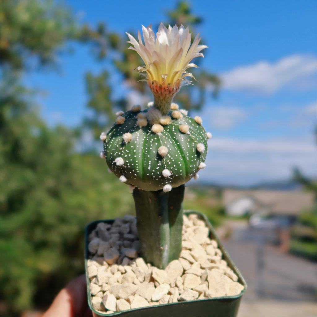 Grafted Cactus “Sand Dollar Astrophytum asterias"