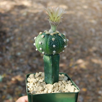 Grafted Cactus “Sand Dollar Astrophytum asterias"
