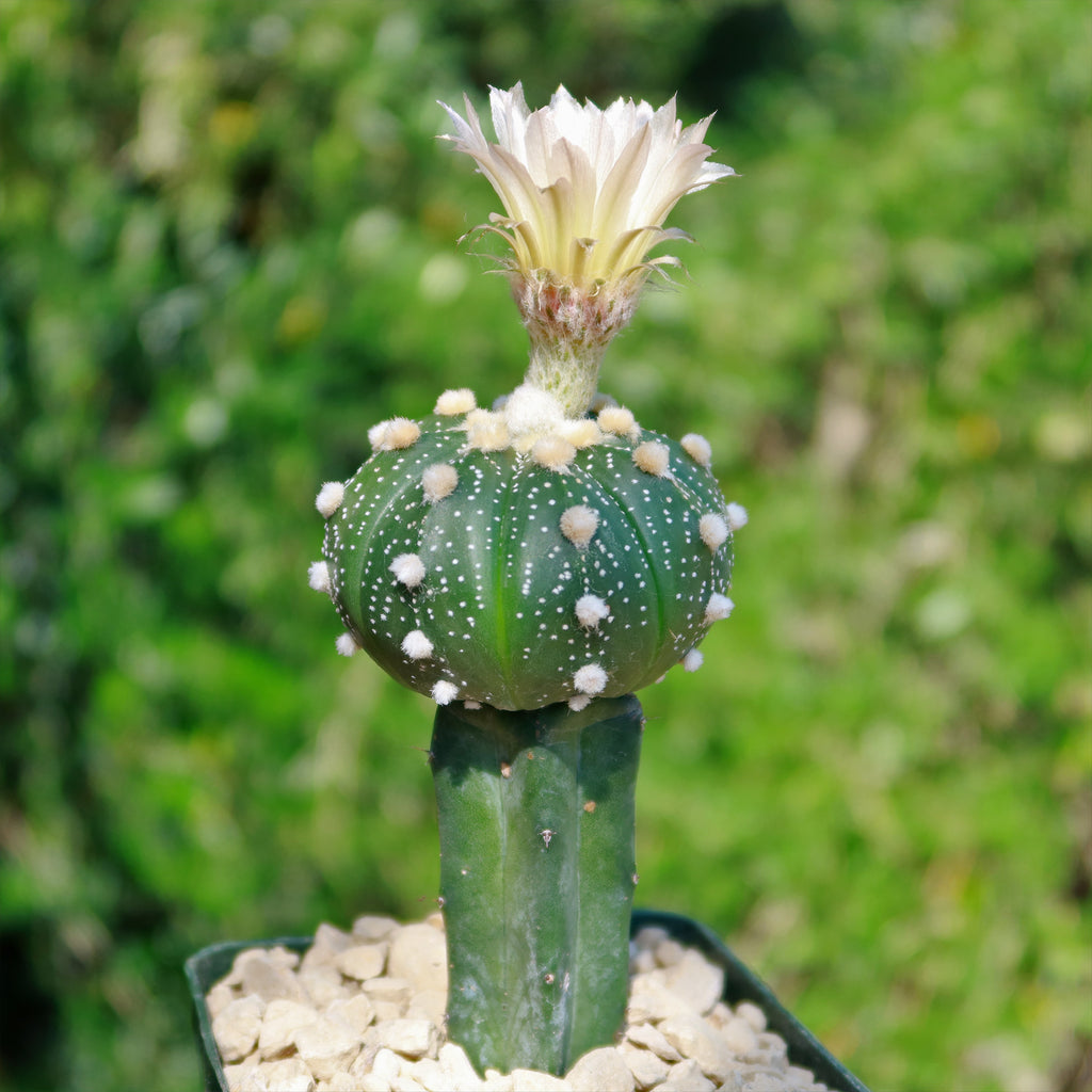 Grafted Cactus “Sand Dollar Astrophytum asterias"