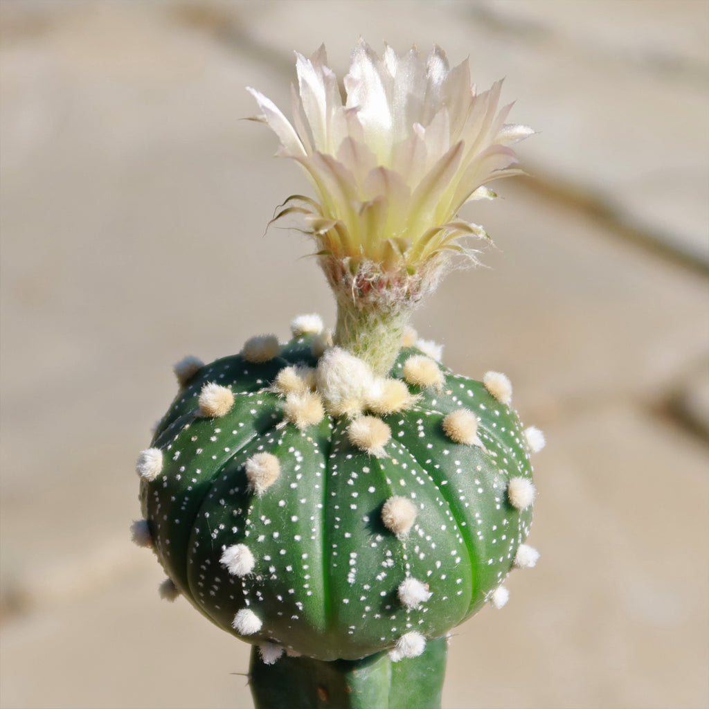 Grafted Cactus “Sand Dollar Astrophytum asterias"