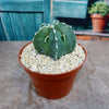 Astrophytum myriostigma Fukuryu Nudum (Type A)