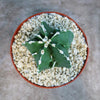 Astrophytum myriostigma Fukuryu Nudum (Type A)