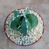 Astrophytum myriostigma Fukuryu Nudum (Type A)