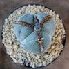Astrophytum myriostigma tricostatum