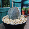 Astrophytum myriostigma tricostatum