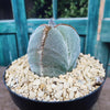 Astrophytum myriostigma tricostatum
