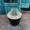 Astrophytum myriostigma tricostatum