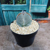 Astrophytum myriostigma tricostatum