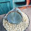 Astrophytum myriostigma tricostatum
