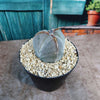 Astrophytum myriostigma tricostatum