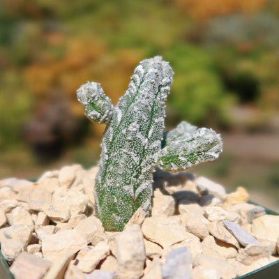 Astrophytum myriostigma huboki