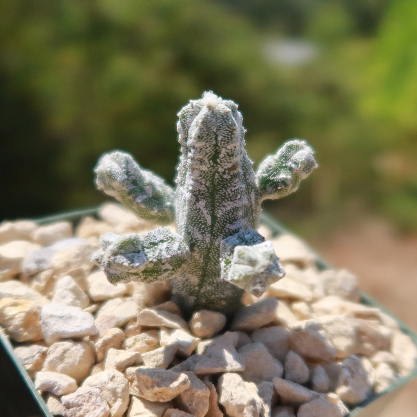 Astrophytum myriostigma huboki