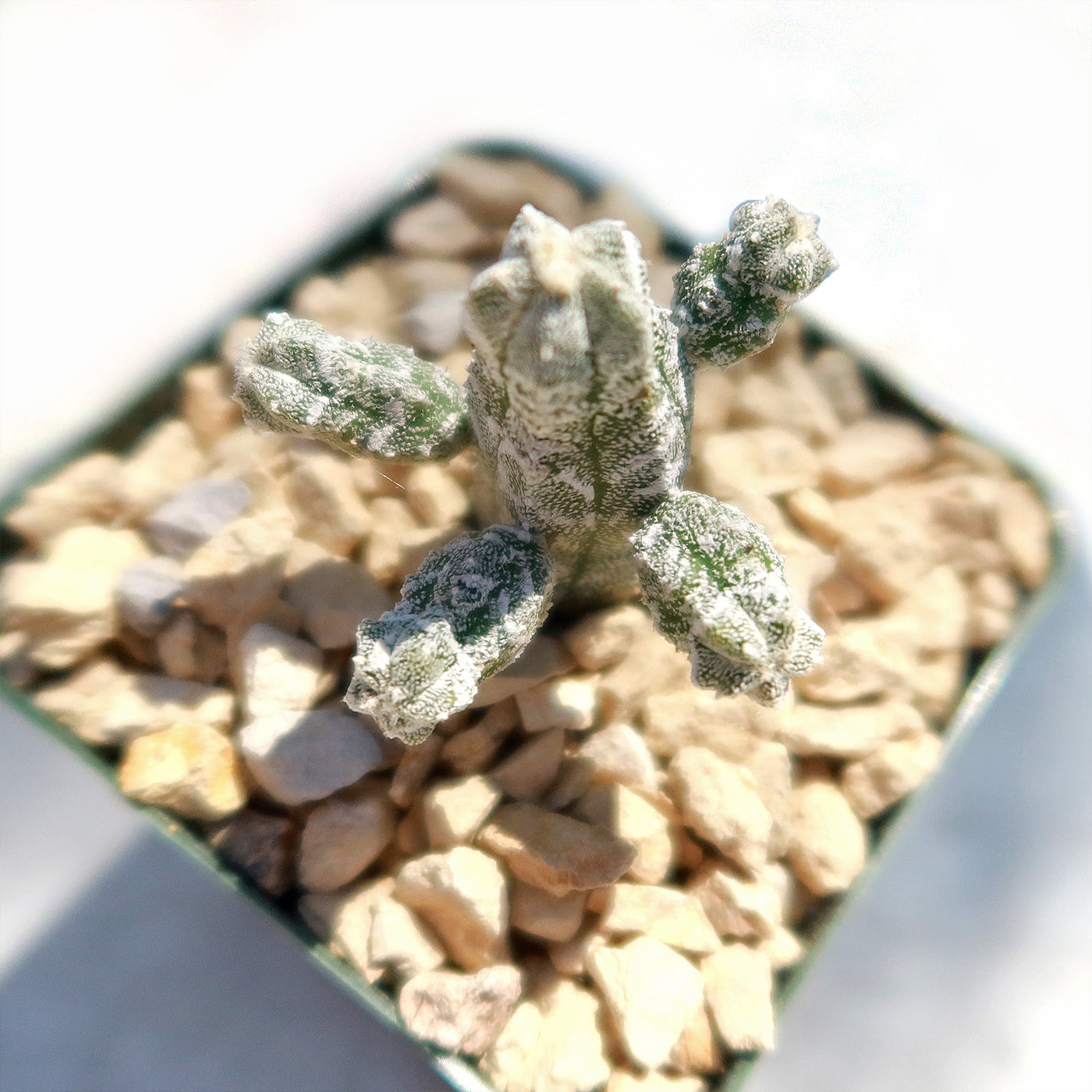 Astrophytum myriostigma huboki