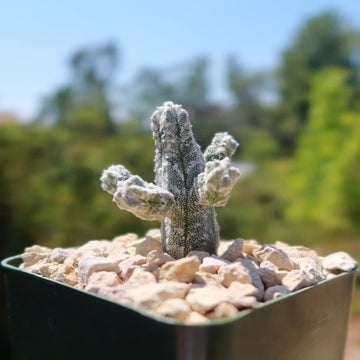 Shop 'Astrophytum myriostigma huboki' Care and Info Planet Desert