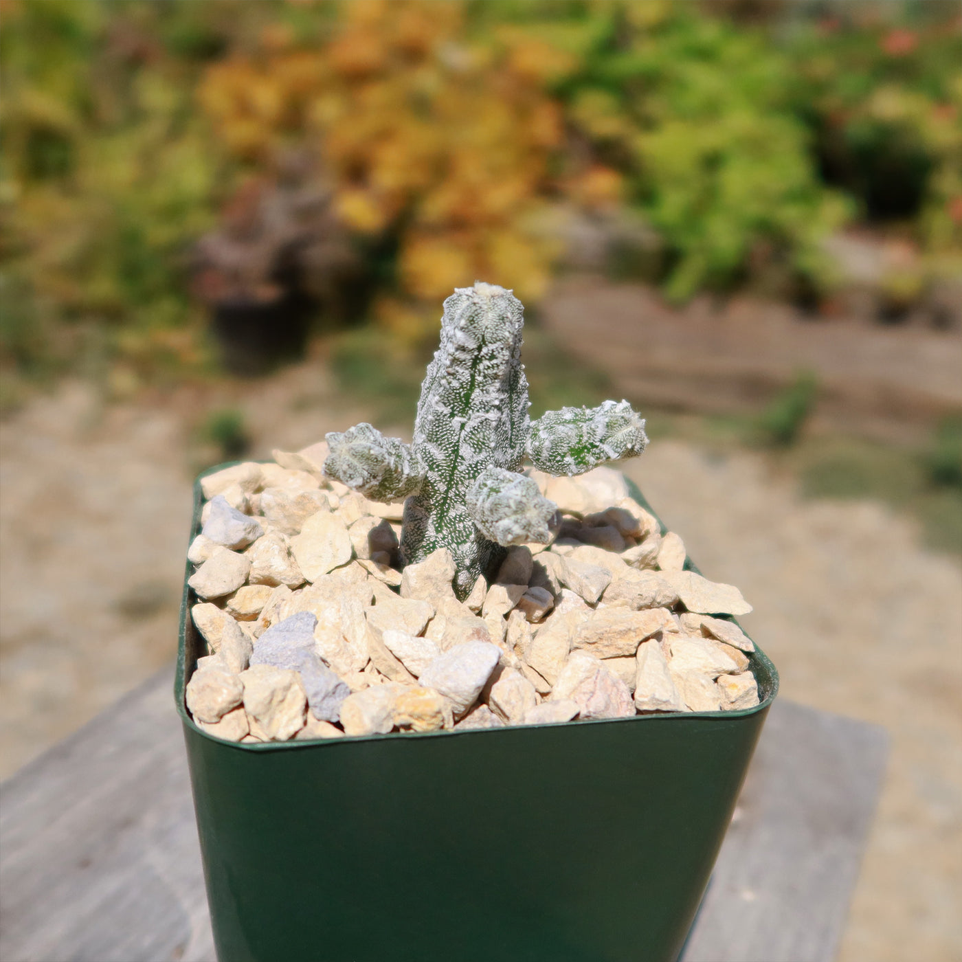 Astrophytum myriostigma huboki