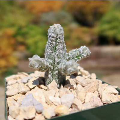 Astrophytum myriostigma huboki