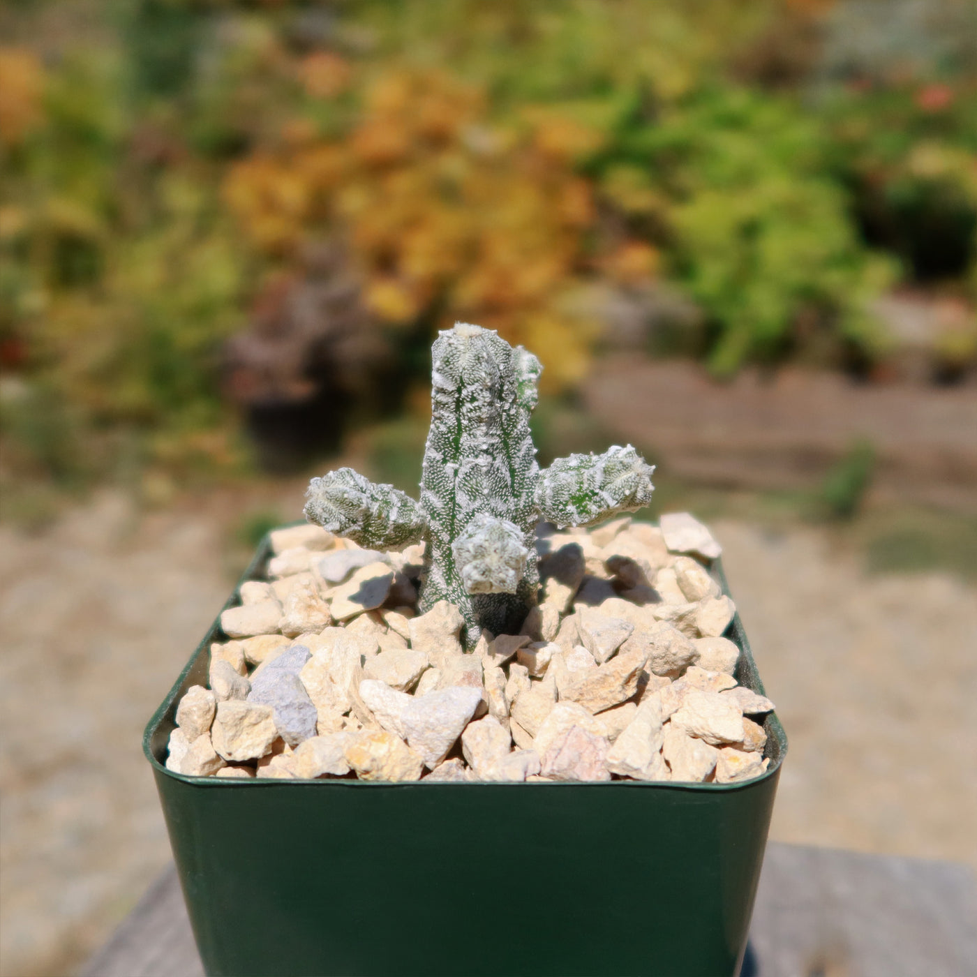 Astrophytum myriostigma huboki